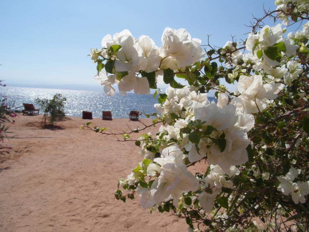 Bedouin Star Hotel Taba Exterior photo